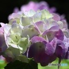 紫陽花