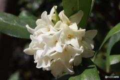 沈丁花