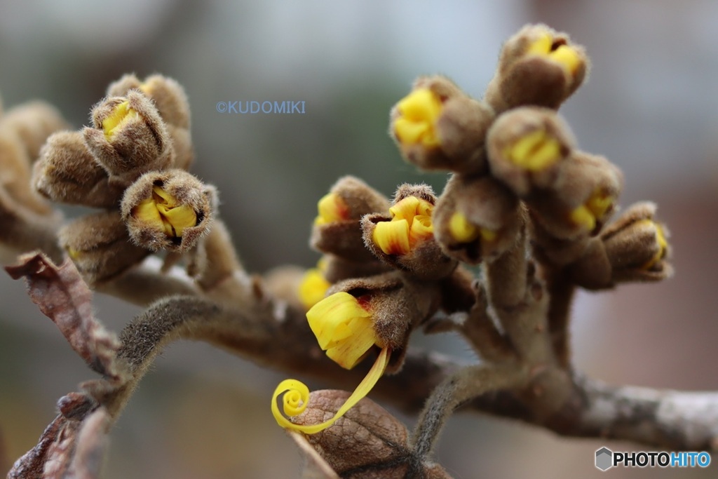 咲き始めるマンサク