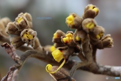 咲き始めるマンサク