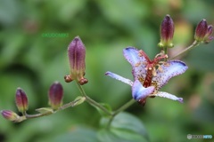 ホトトギスの花