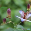 ホトトギスの花