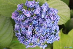 他の紫陽花が終わっても