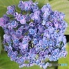 他の紫陽花が終わっても