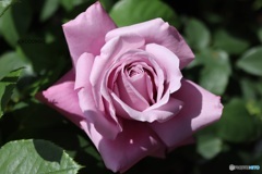 薔薇