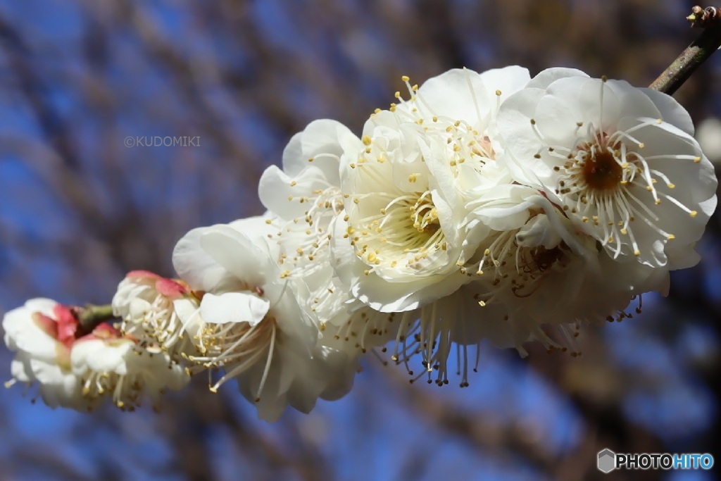 密集する梅の花