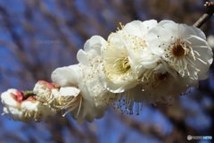 密集する梅の花
