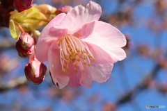 河津桜