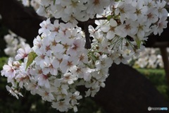 花どっさり