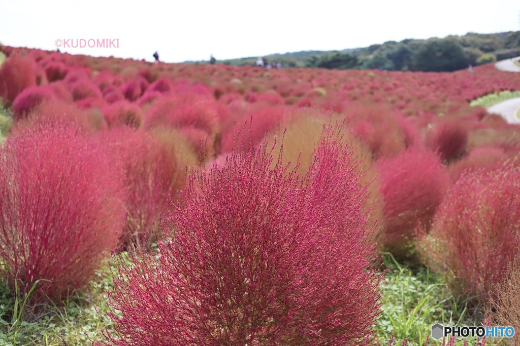 国立公園のコキア