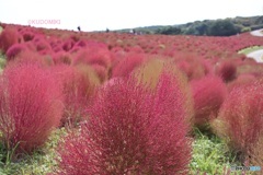国立公園のコキア
