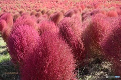 秋のコキア