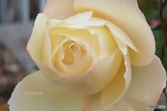 視点変えて同じ花
