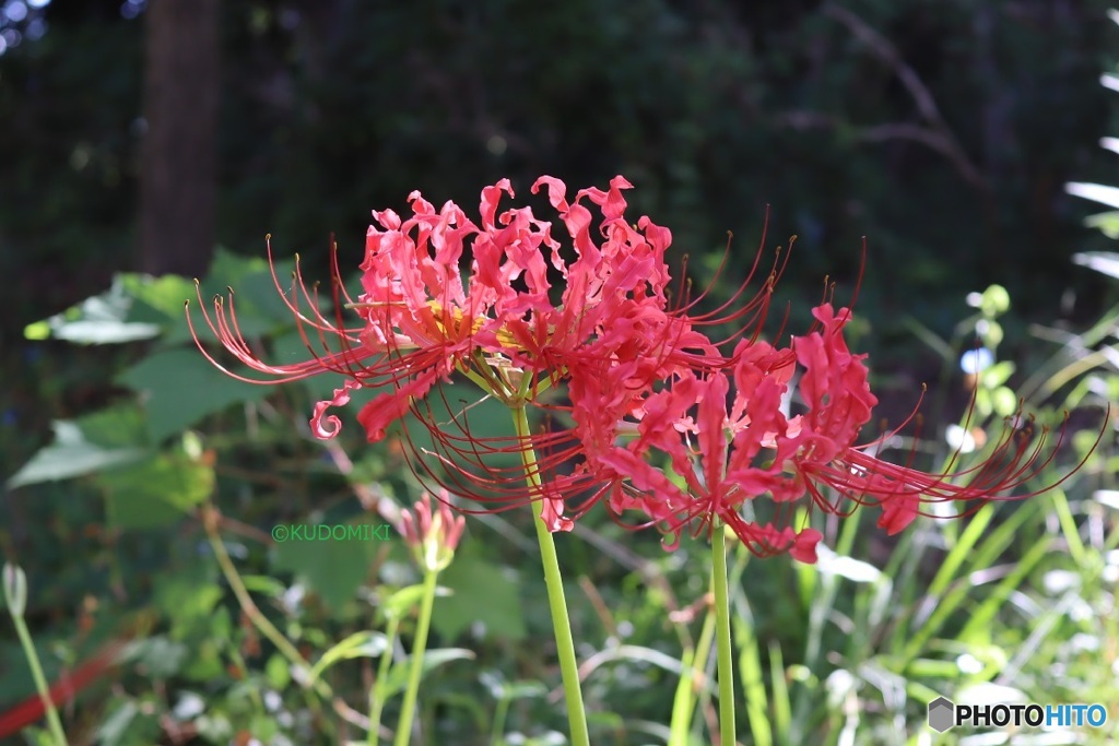 縮れた花弁