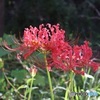 縮れた花弁