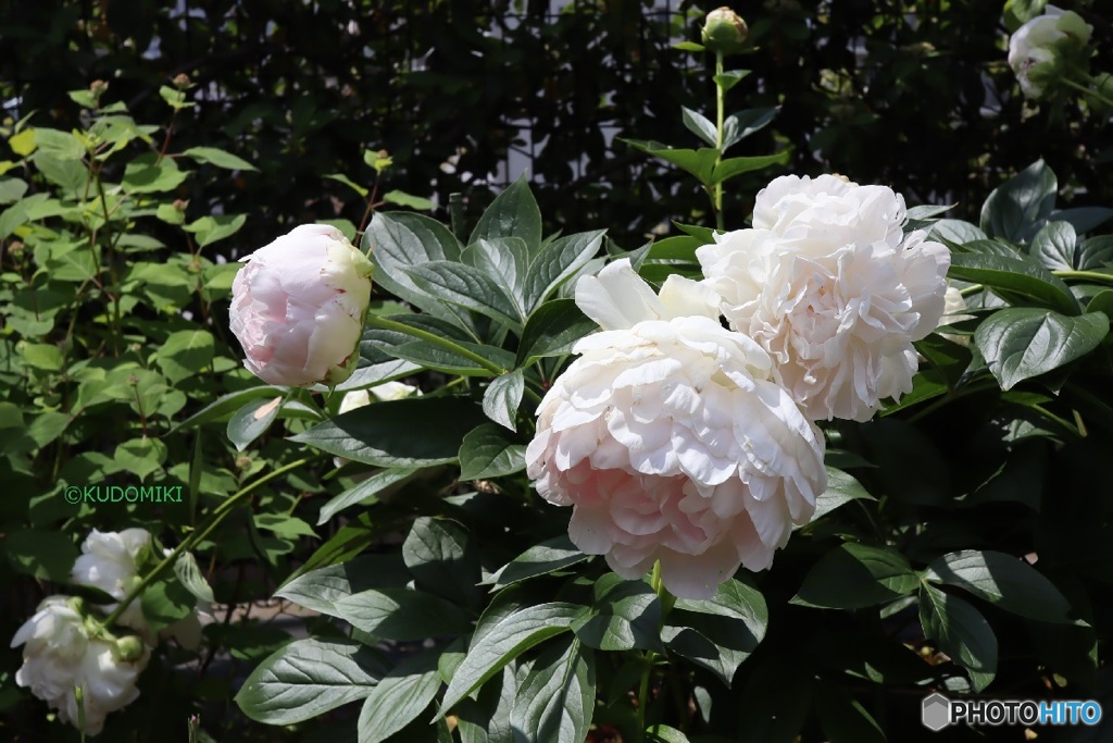 芍薬