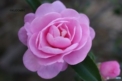 ピンクの八重サザンカ