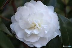真っ白の八重