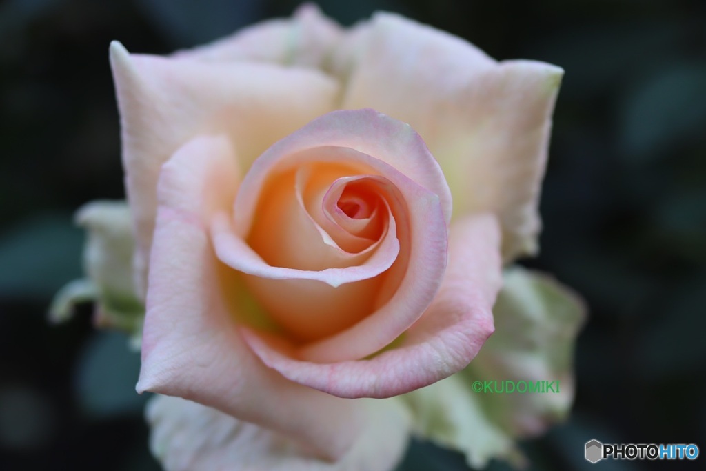 美しい薔薇