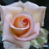 美しい薔薇