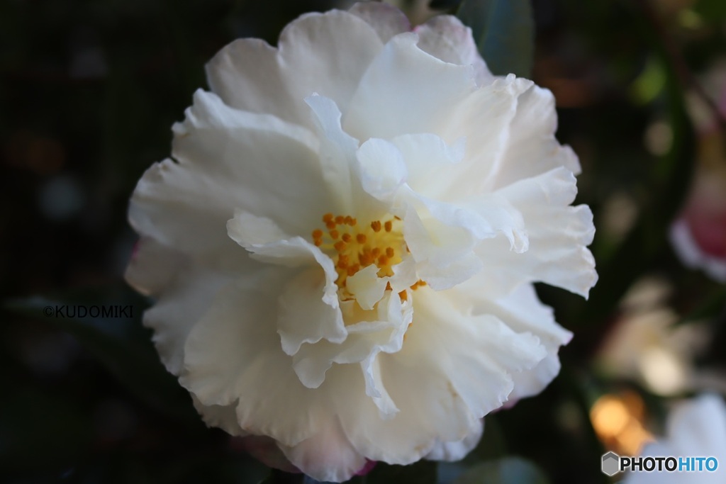 白い八重サザンカ