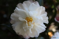 白い八重サザンカ