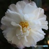 白い八重サザンカ
