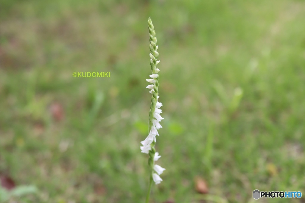 白い捩花