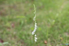 白い捩花