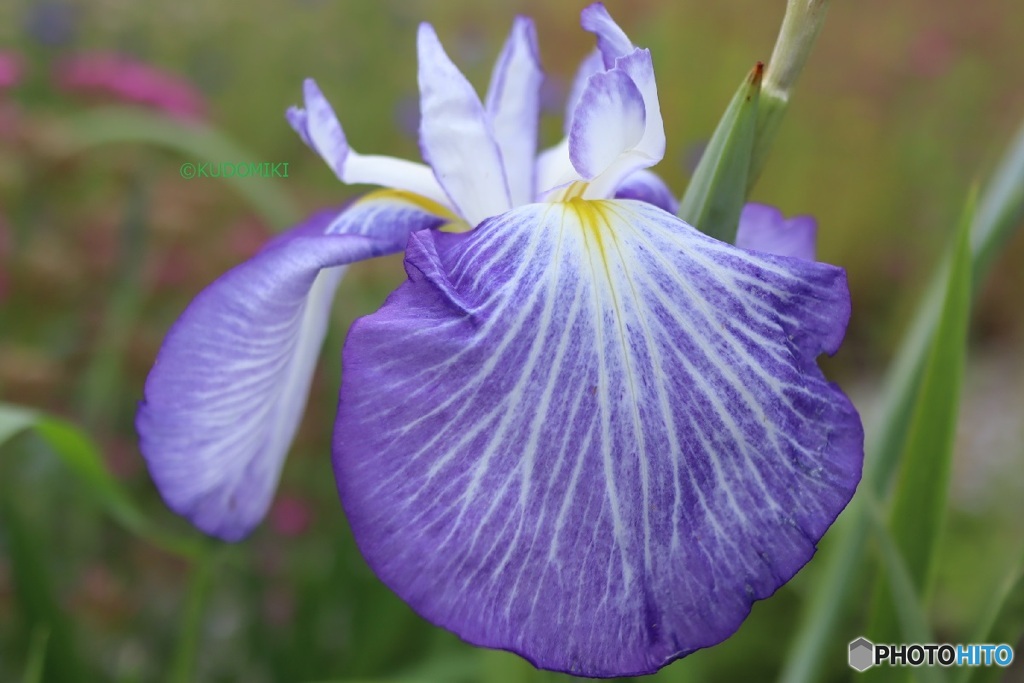 花菖蒲