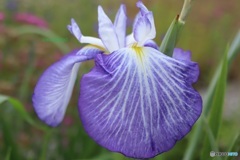 花菖蒲