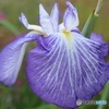 花菖蒲