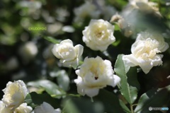 白い木香薔薇