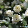 白い木香薔薇