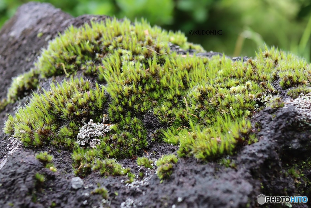 植物園の苔