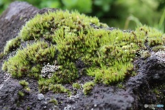 植物園の苔