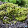 植物園の苔