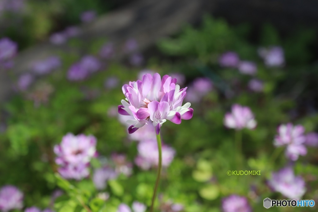 蓮華草