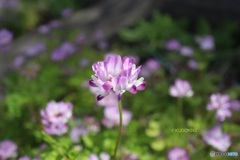 蓮華草