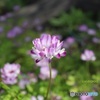 蓮華草