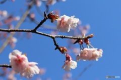 寒桜