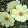 淡い色のコスモス