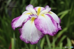花菖蒲