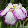 花菖蒲