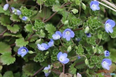 花が多い場所見つけた