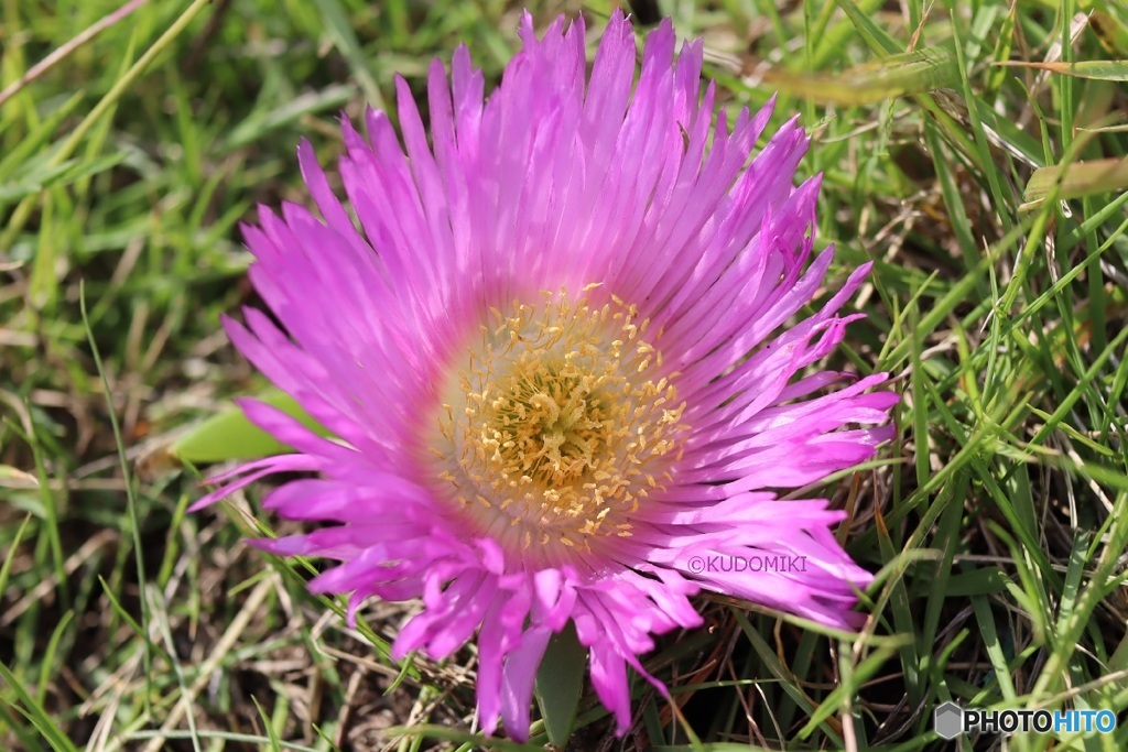 花だけぽつんと