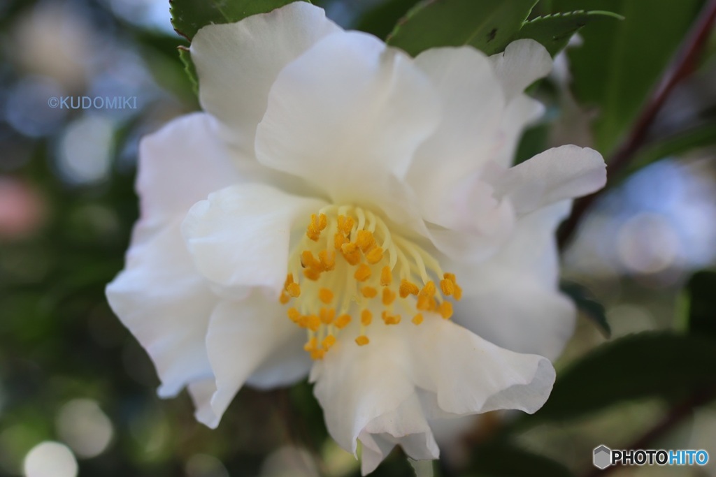 白い八重山茶花