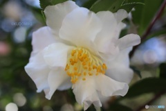 白い八重山茶花