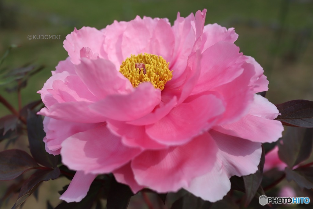 牡丹の花
