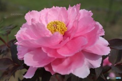 牡丹の花